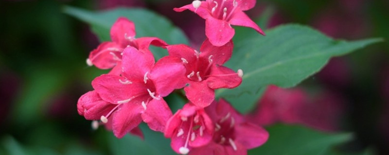 红王子锦带花怎样移栽（红王子锦带花怎样移栽好看）