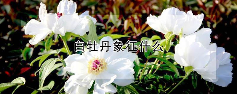 白牡丹象征什么 白牡丹花象征着什么意义