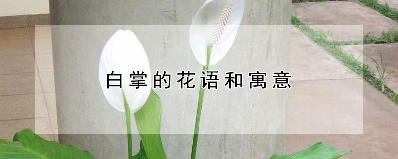 白掌的花语和寓意 白掌的寓意和象征