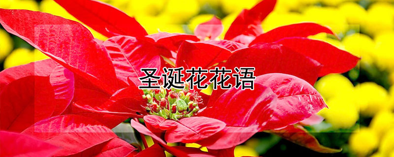 圣诞花花语 圣诞花语是什么