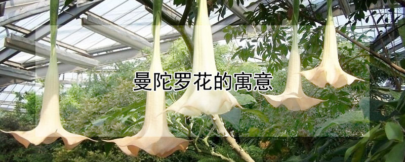 曼陀罗花的寓意（曼陀罗花的寓意是什么）