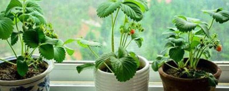 盆栽草莓种植法 盆栽草莓的种植方法