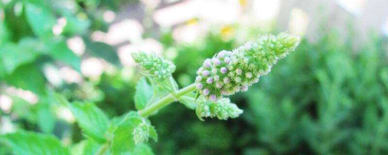 食蚊草怎么养殖 食蚊草好养吗