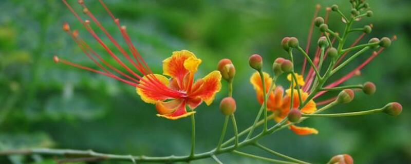 凤凰花籽怎样种植（凤凰花树种子）