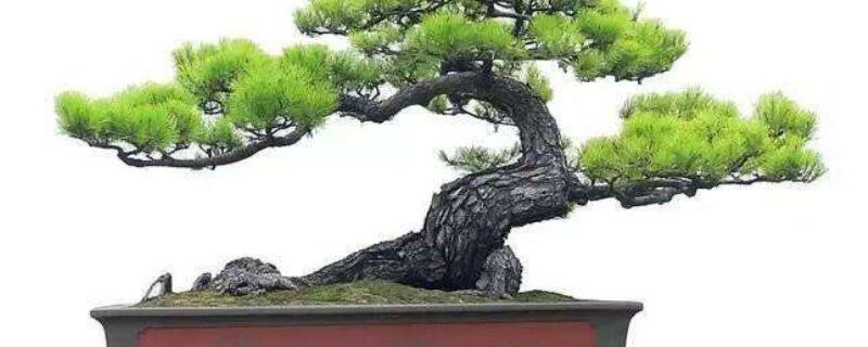 松树不带土移植技巧（松树不带土移植技巧和方法）