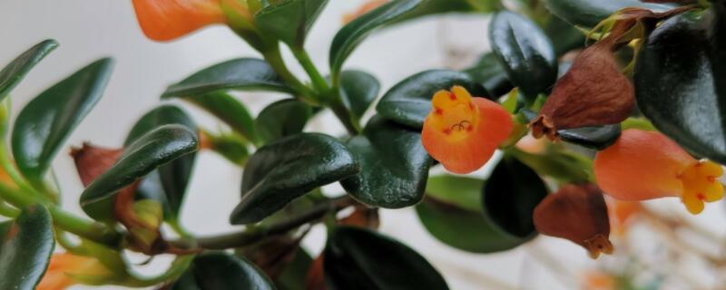 小金鱼花怎么养肯开花 小金鱼花怎么养肯开花呢