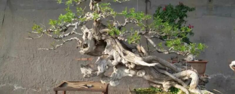 黄荆盆景开花吗 黄荆盆景开花结果吗