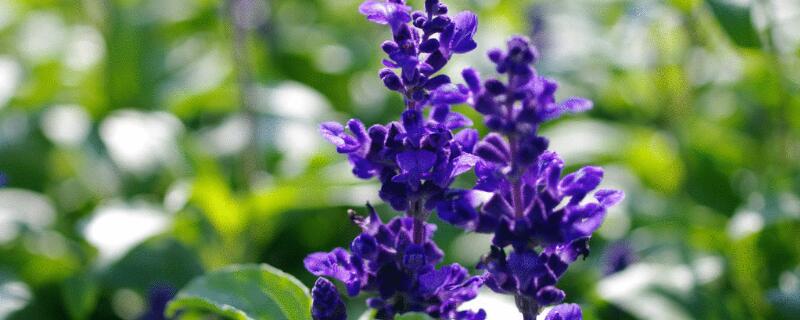 鼠尾草花语（彩虹鼠尾草花语）