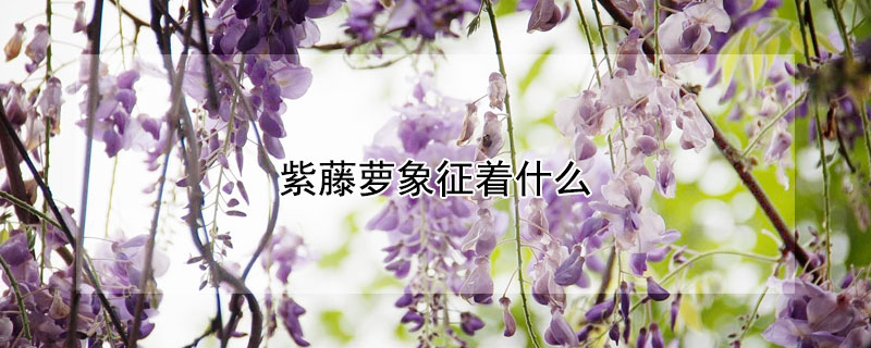 紫藤萝象征着什么 紫藤萝象征着什么丁香结象征着什么