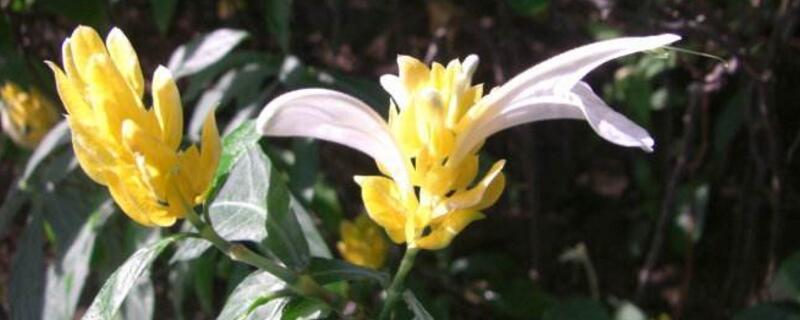 黄虾花叶打卷怎么办（黄虾花的叶子为什么打卷发黄）