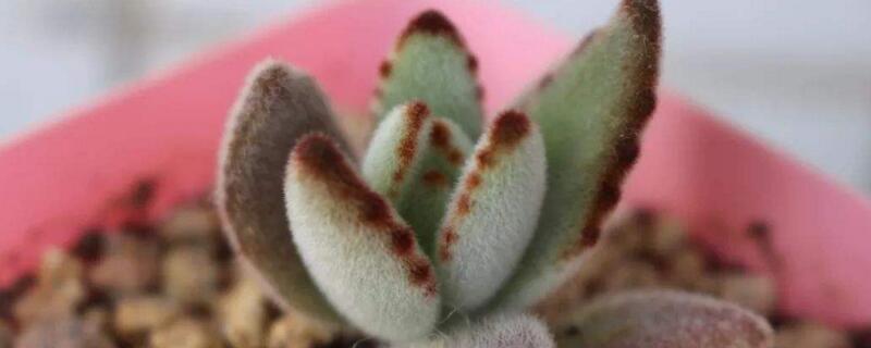 黑兔耳多肉植物怎么养（黑兔耳多肉植物怎么繁殖）