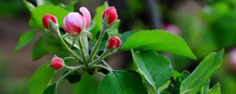 花露红什么时候打药 花露红什么时候打药最好