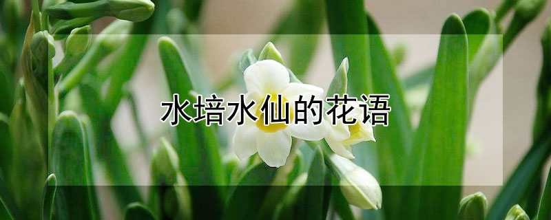 水培水仙的花语（水培水仙的花语和寓意）