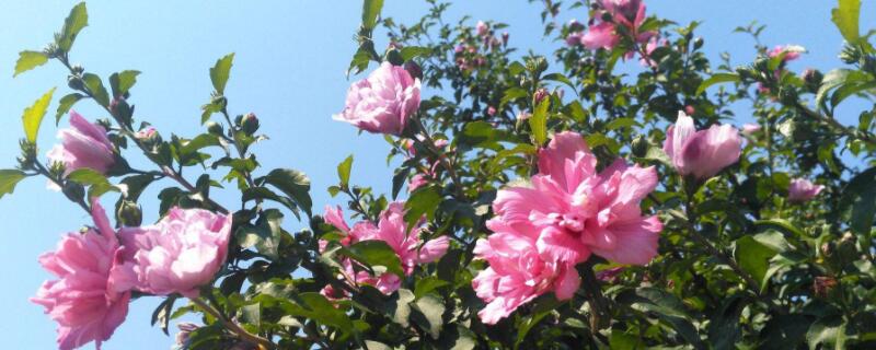 木槿花什么时候修剪 木槿花什么时候修剪枝条