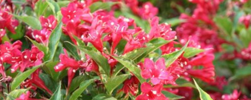 锦带花的种植与养护（锦带花的种植与养护视频）