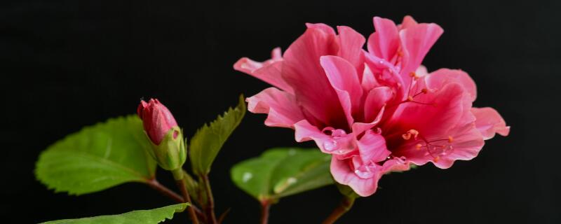 扶桑花修剪时间（扶桑花的修剪时间）