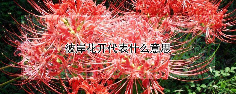 彼岸花开代表什么意思（彼岸花开是啥意思）
