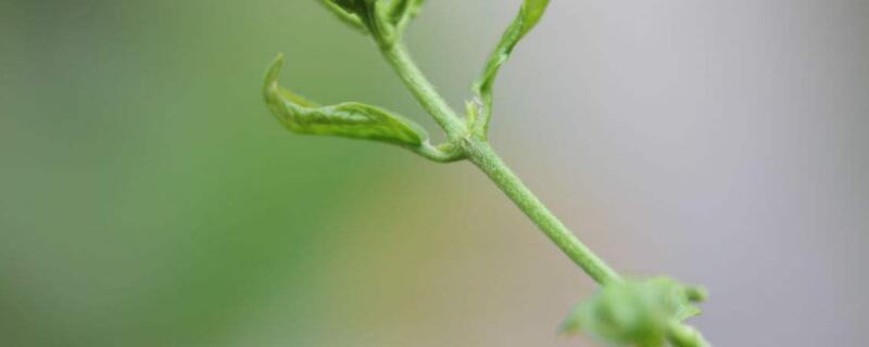 水晶茉莉怎么繁殖 水晶茉莉怎么繁殖后代