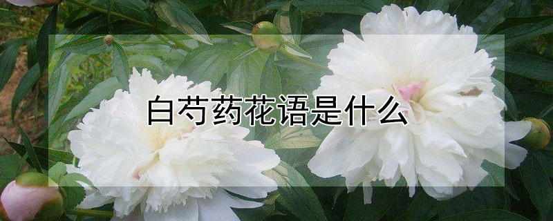 白芍药花语是什么（为什么不能送人芍药）