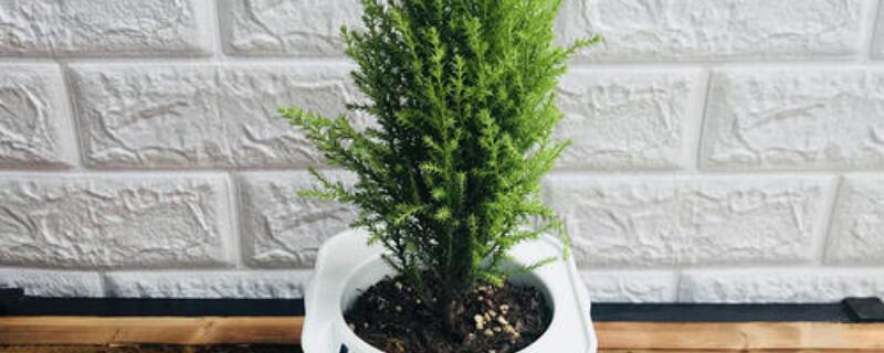 香松变干怎么救 香松干枯了 还能活吗?