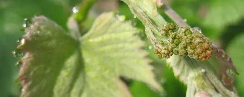 葡萄不发芽怎么处理（葡萄不发芽怎么处理视频）
