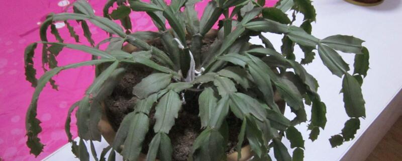 蟹甲兰花怎样修剪 蟹甲兰花怎样修剪好看