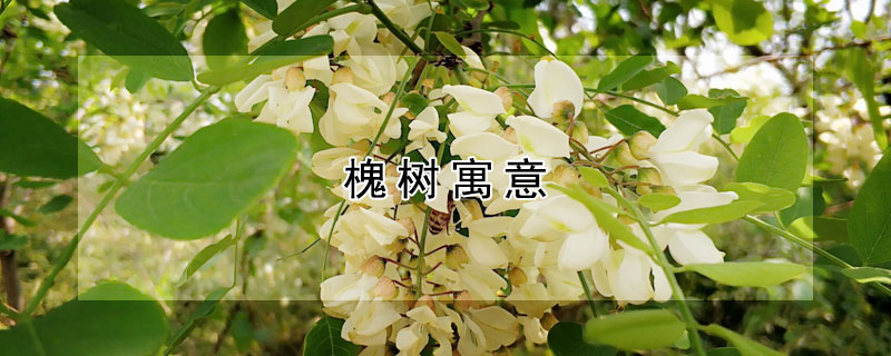 槐树寓意（古代槐树寓意）