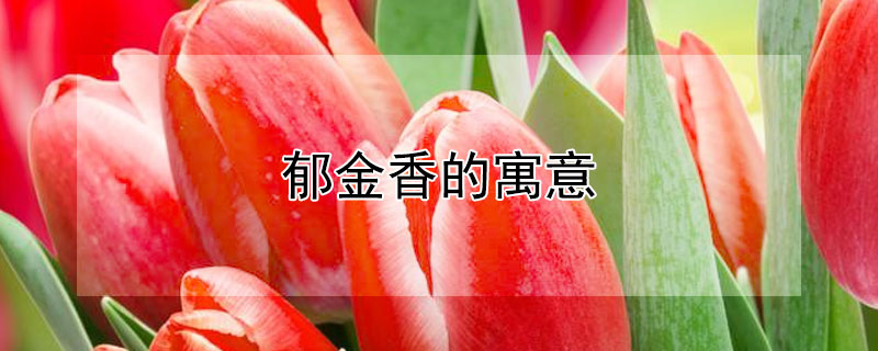 郁金香的寓意 郁金香的寓意是什么