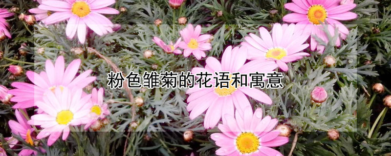 粉色雏菊的花语和寓意 小雏菊为什么不能送人