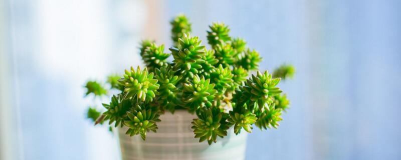 白花小松繁殖方法 白花小松繁殖方法是什么