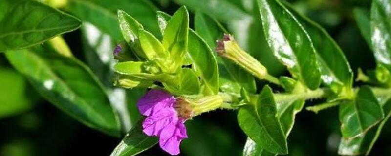 细叶雪茄花叶子干枯 细叶雪茄花叶子干枯怎么办