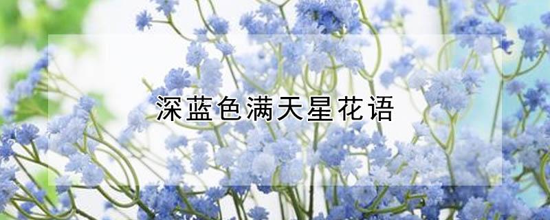 深蓝色满天星花语 淡蓝色满天星花语