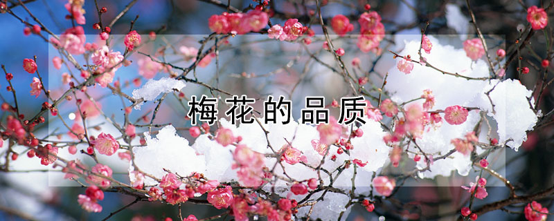 梅花的品质 梅花的品质和精神