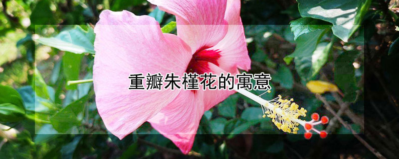 重瓣朱槿花的寓意 重瓣朱槿花语