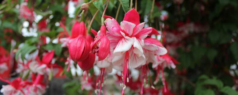 四季灯笼花的养殖方法（四季灯笼花的养殖方法视频）