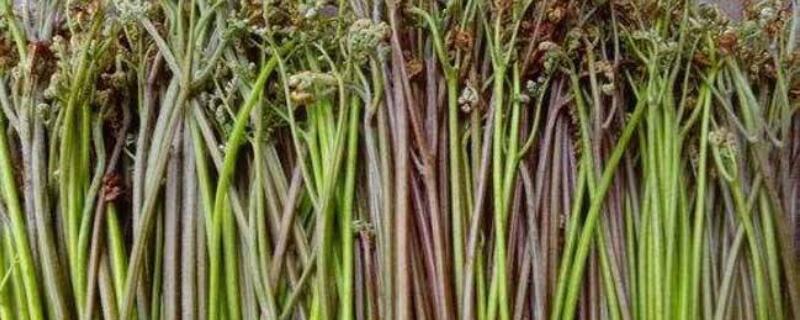 和荠菜长得相似的野菜（和荠菜长得很像的菜有毒吗）