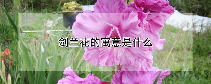 剑兰花的寓意是什么 剑兰象征什么意义