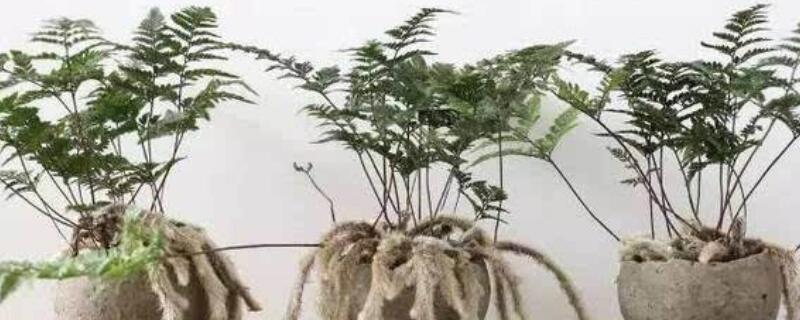狼尾蕨叶尖发黄（狼尾蕨叶尖发黄什么原因）