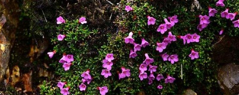 红花岩梅栽种方法（红花岩梅栽种方法视频）