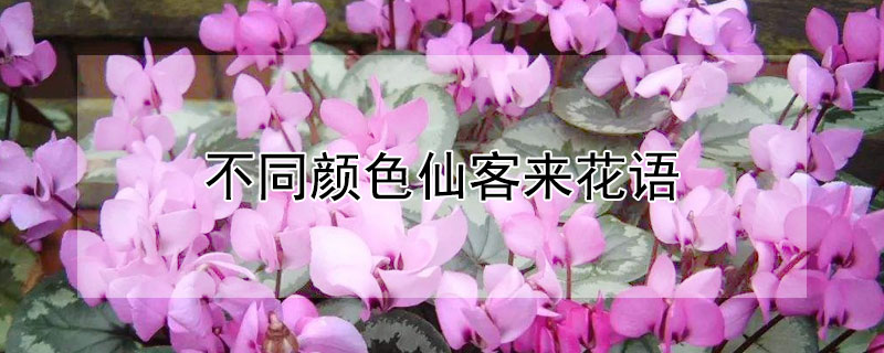 不同颜色仙客来花语 仙客来花色哪个好看