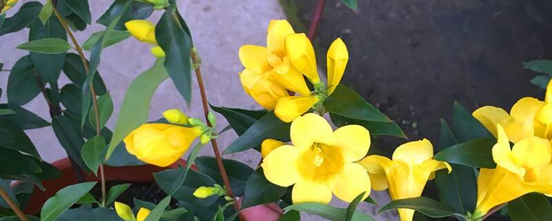 法国香水花怎么养 法国香水花怎么养殖