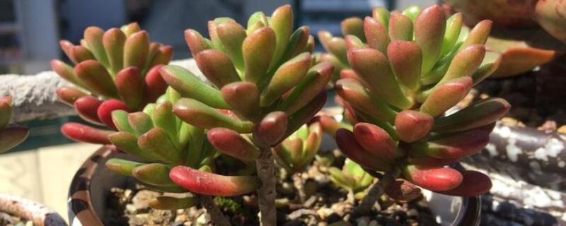 塔洛克多肉怎么成老桩 塔洛克多肉怎么成老桩了呢