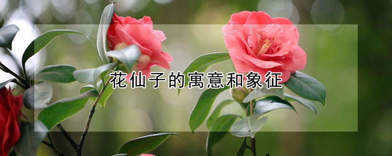 花仙子的寓意和象征 花仙子的寓意和象征是什么