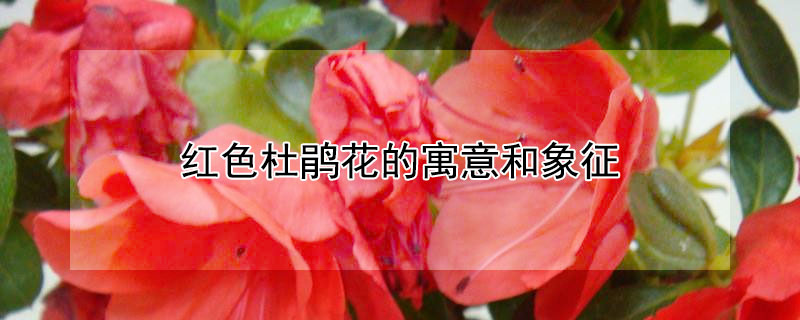红色杜鹃花的寓意和象征 杜鹃花为什么是禁花