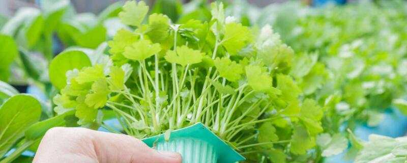 土培植物营养液滴几滴 土培植物营养液滴几滴好