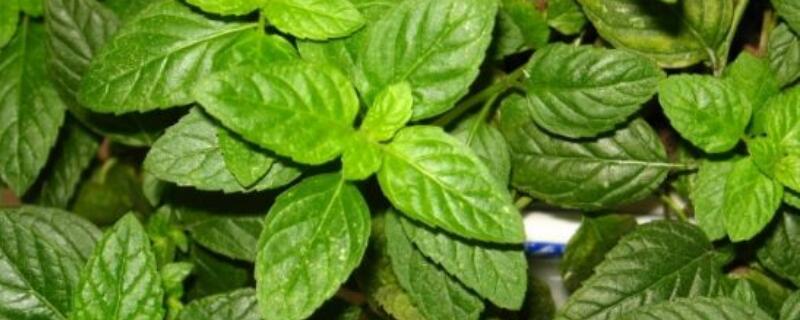 薄荷黄叶子怎么回事（薄荷黄叶子怎么回事图片）