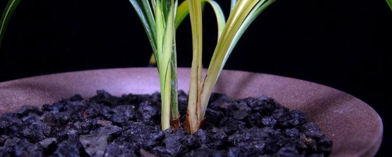 腐殖土可以直接种花吗（腐殖土可以直接种花吗）