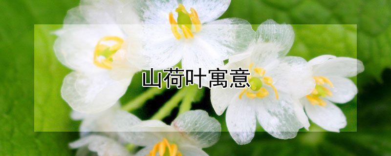 山荷叶寓意（山荷叶的花语和寓意）