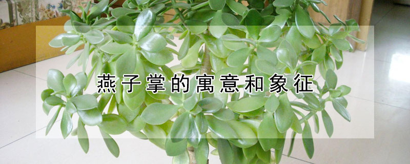 燕子掌的寓意和象征 燕子掌花语象征与寓意