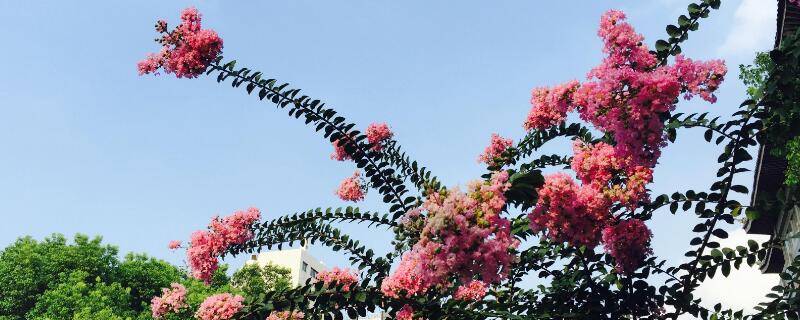 紫薇树的移栽要点（紫薇树移栽注意事项）